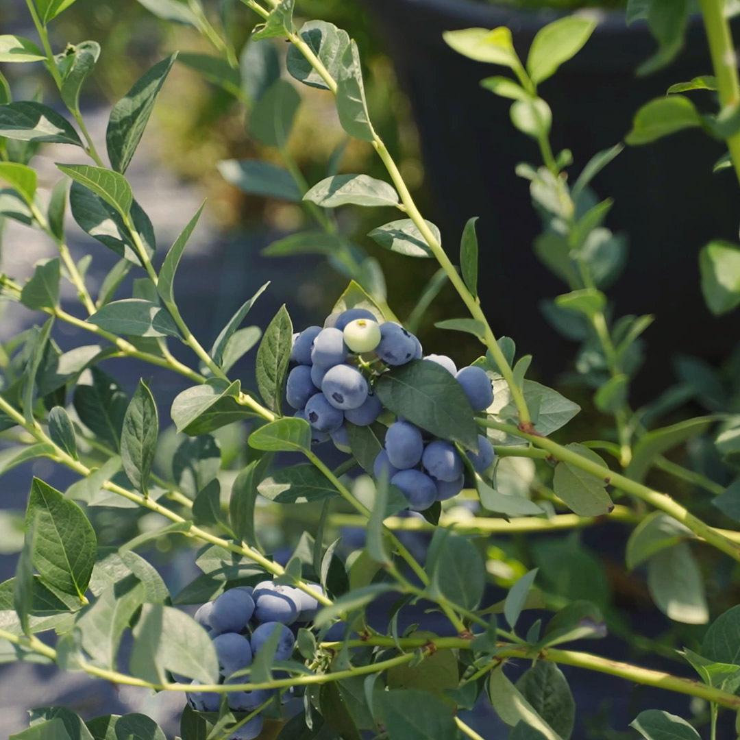 Blueberry