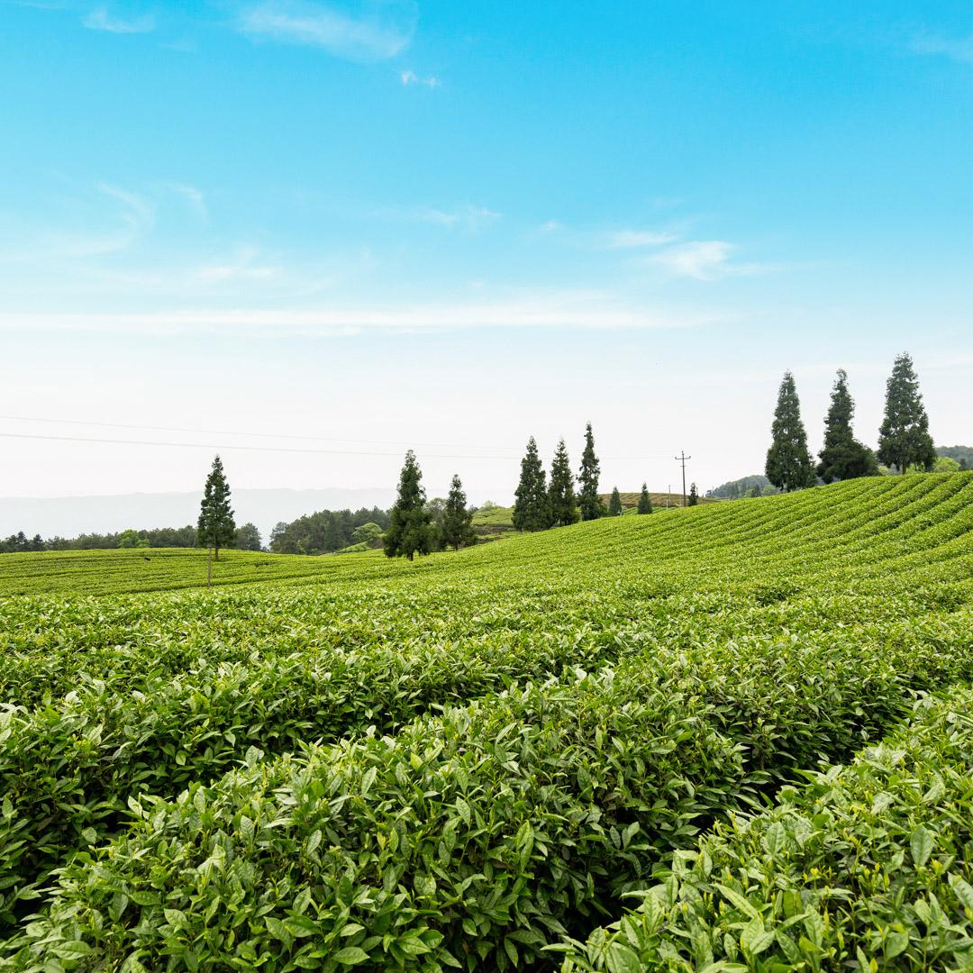 Tea2