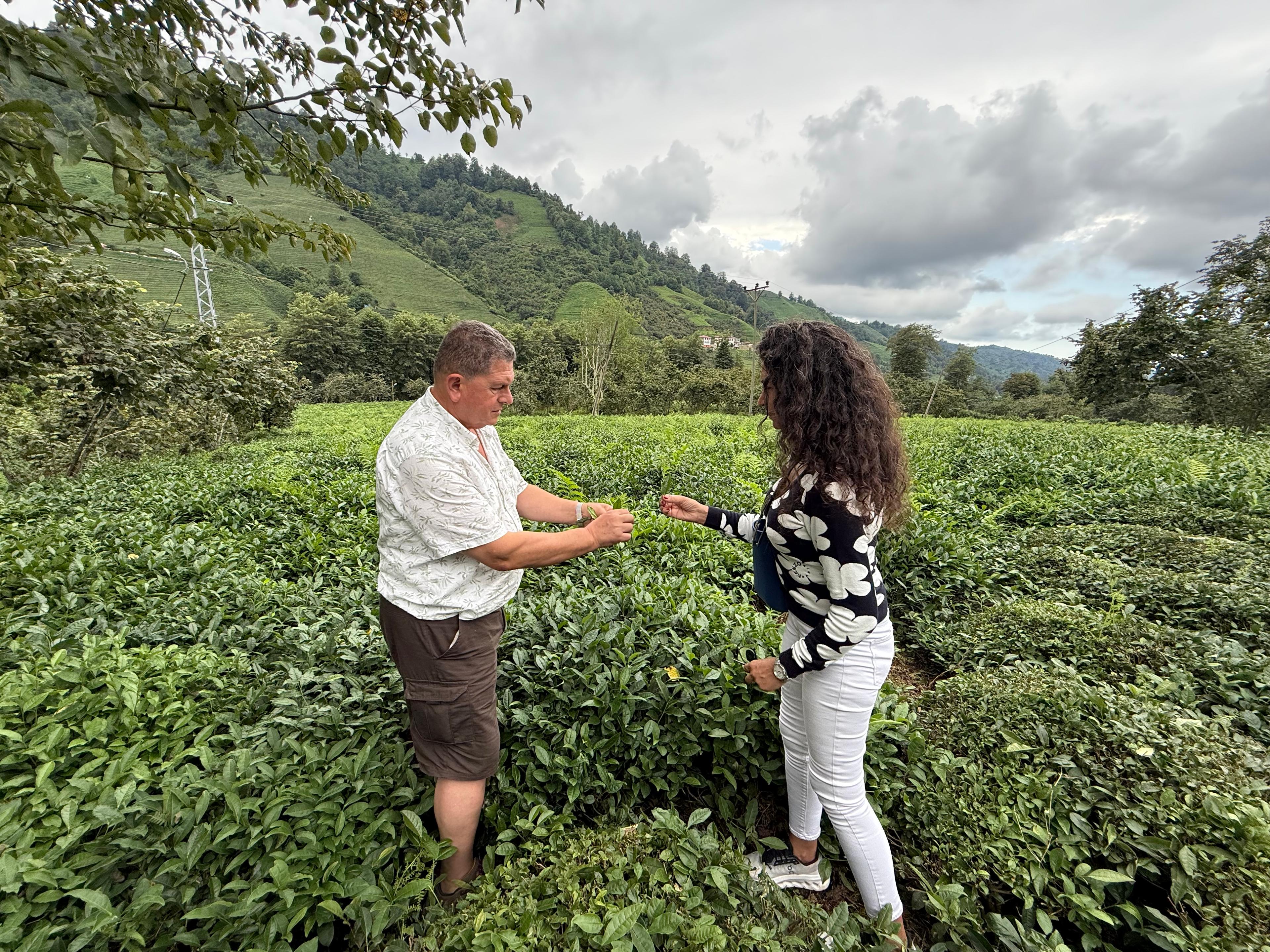 Çay