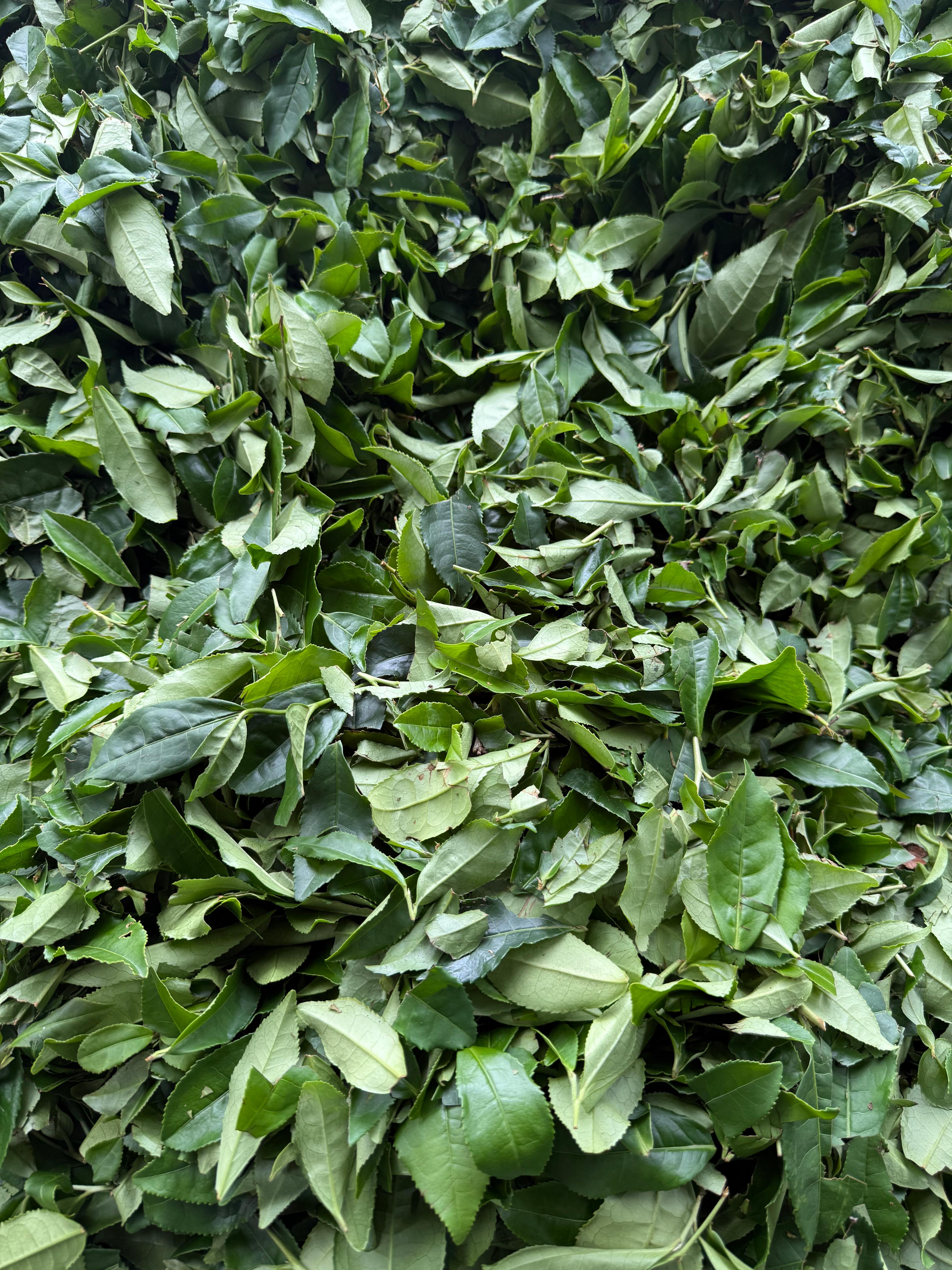 Çay
