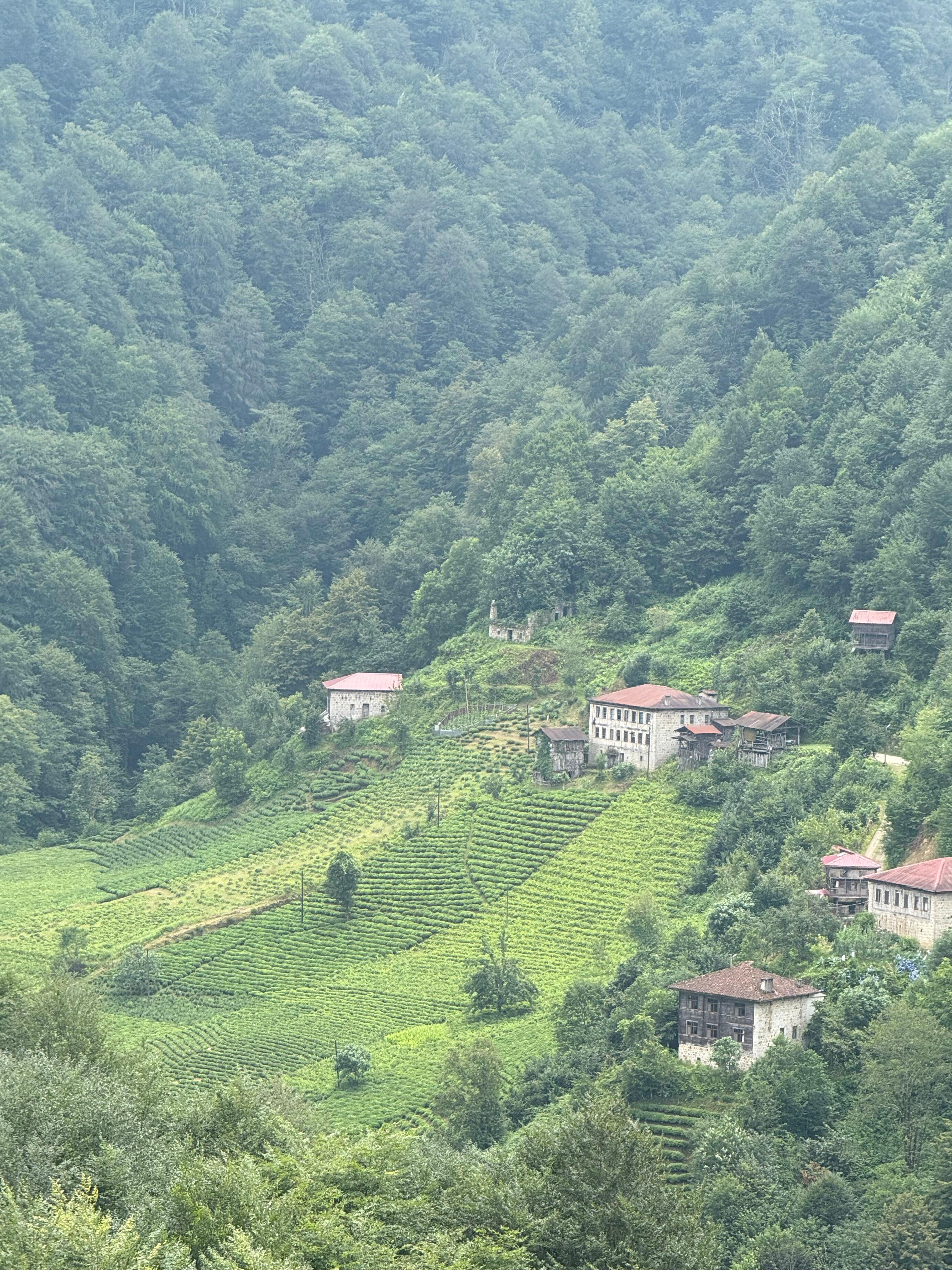 Çay