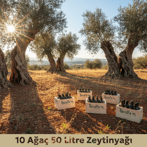 [object Object] Görseli