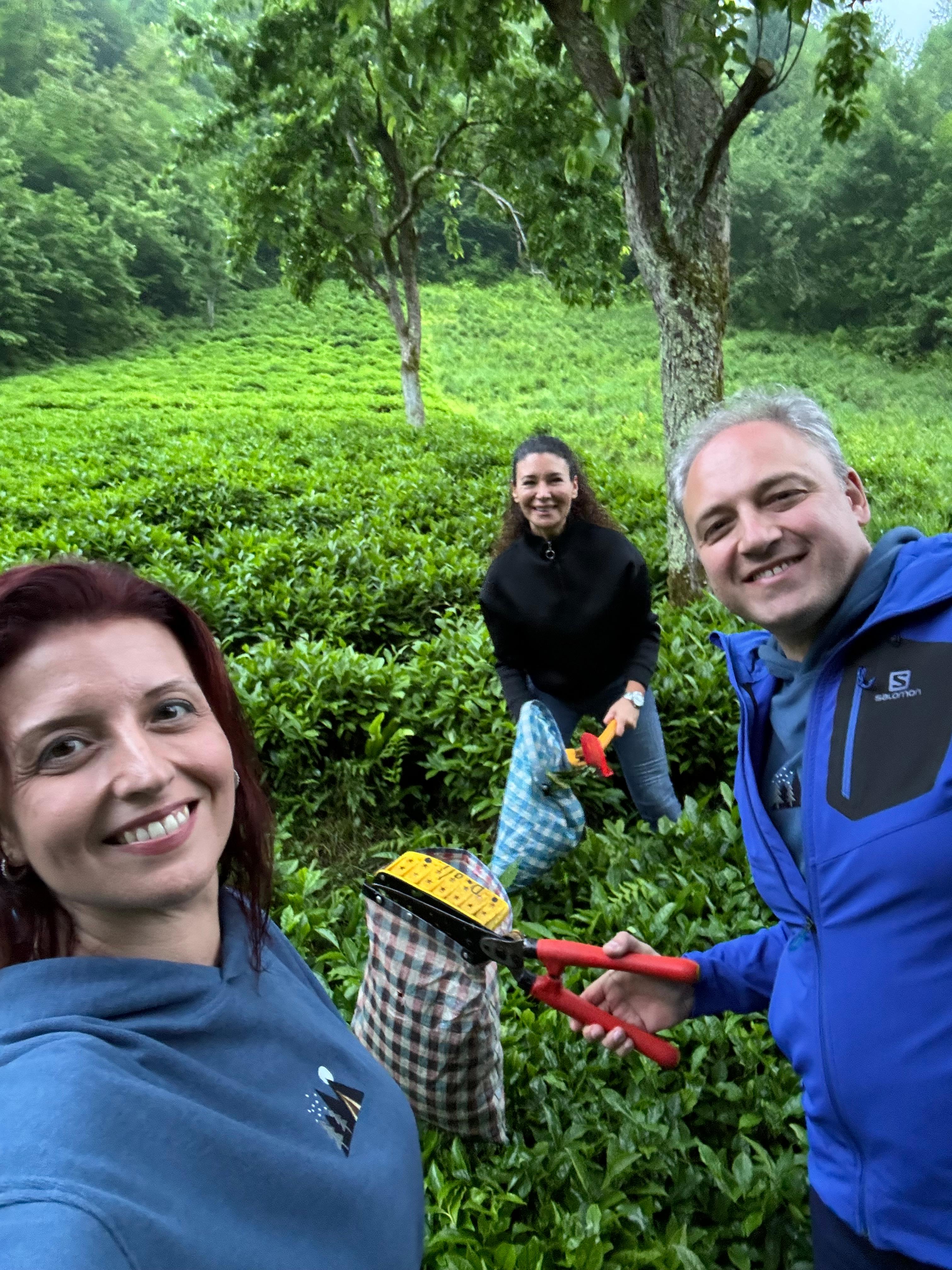 Çay