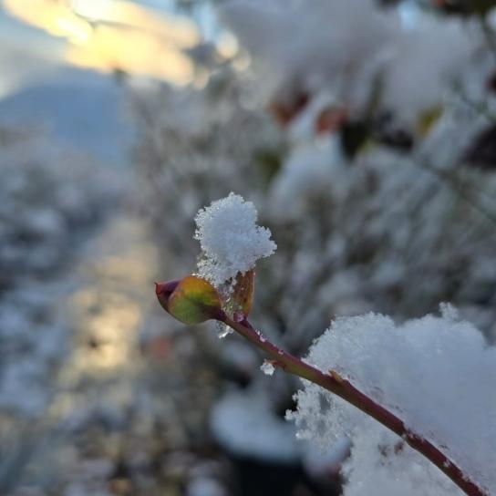 [object Object] Görseli