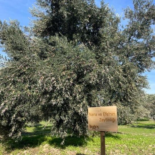 [object Object] Görseli