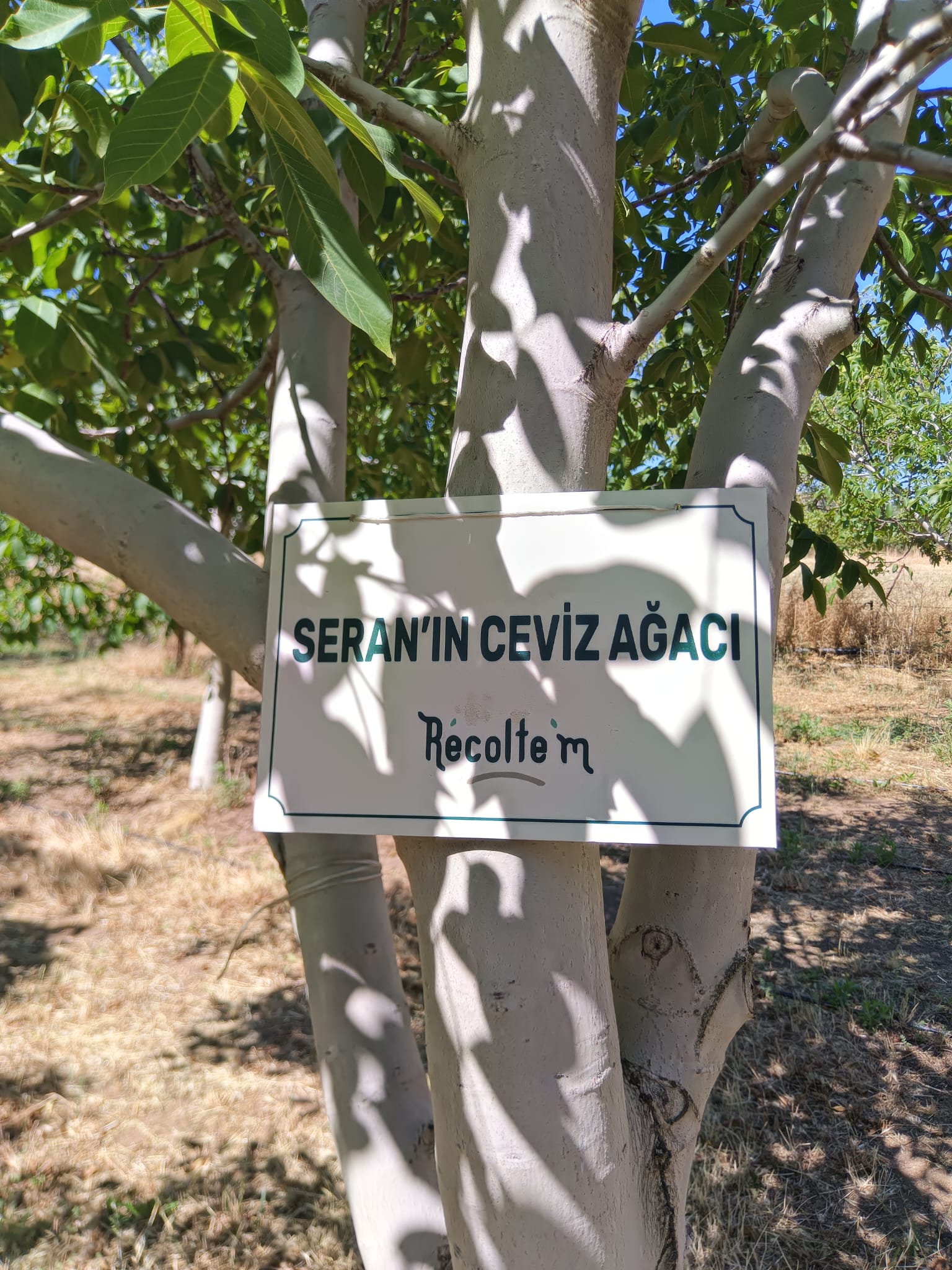 Ceviz Ağacı Sahiplenme Deneyimi